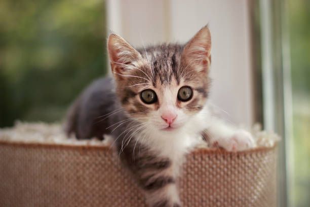 istock Cute and curious baby cat playing and looking around 1348957203