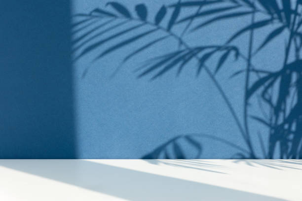 Premium podium with a shadow of tropical palm leaves on a blue wall and white table. Minimal abstract blue-white background for the presentation of a cosmetic product. Premium podium with a shadow of tropical palm leaves on a blue wall and white table. Showcase, display case. leaf epidermis stock pictures, royalty-free photos & images