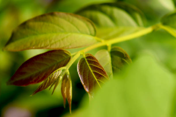 istock Rangoon Creeper leaves close-up. 1348959766