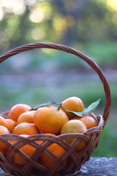 istock Basket of Tangerines 1348961157