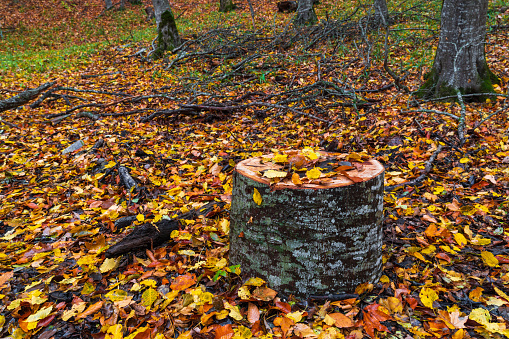 Yellow autumn leaves on tree stump