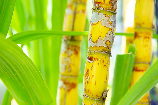 Close up of sugar cane with blue green leaf background