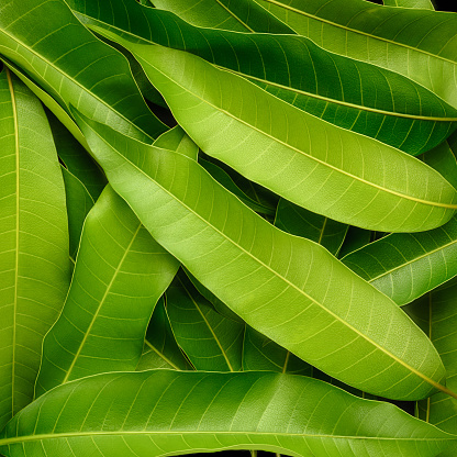 mango leaves background texture, edible health beneficial leaves used in several cuisines and skin care and hair growth, closeup abstract
