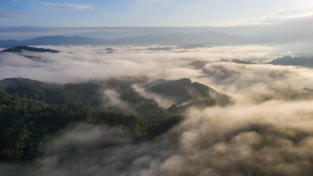 istock Aerial view of the Borneo rainforest. 1348965207