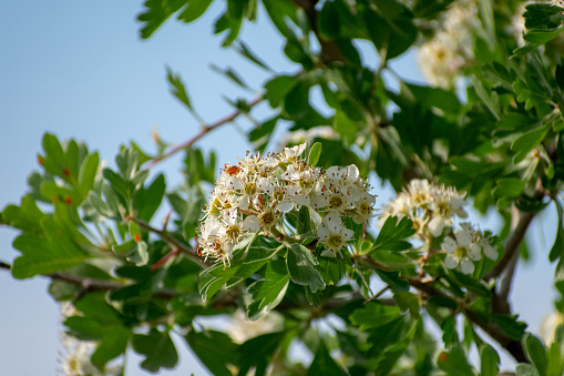 Close shot of Common Hawthorn\n(Crataegus monogyna)