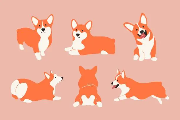 Vector illustration of Funny cartoon corgi dogs. Set og cute welsh corgies, lying running smiling puppy. Vector isolated illustration