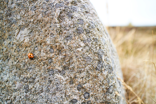 red ladybug on a large grey rock in a field