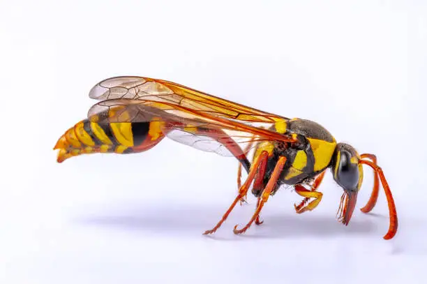 Side view of a brown and yellow house wasp, also known as the yellowjacket, hornet, is a wasp that aids pollination of agricultural crops, isolated on a white background
