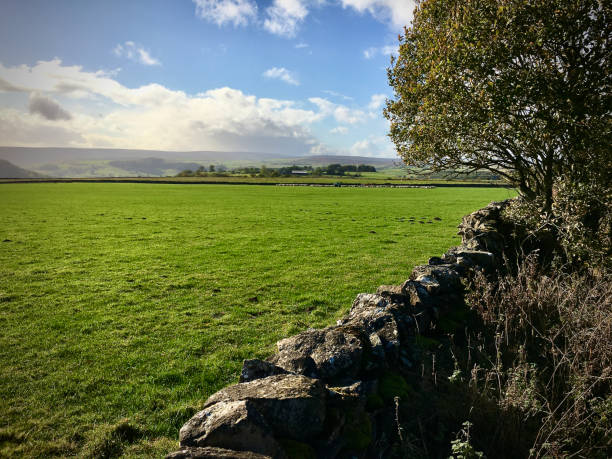 istock Moving the Flock in The Yorkshire Dales 1348967066