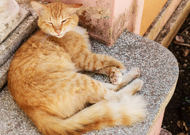 istock tabby cat looks at the camera and lies on a bench 1348967139