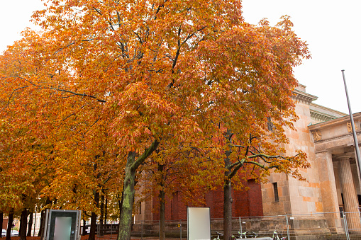 Autumn maple trees on the street under the Linden tree in Berlin, Germany