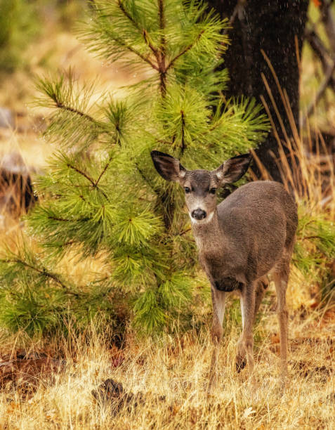 istock Young deer feeding in the rain 1348967325