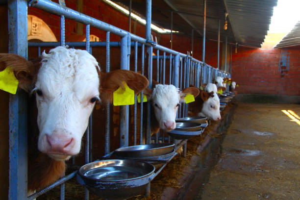 istock Simmental cows on farm, Turkey 1348968822