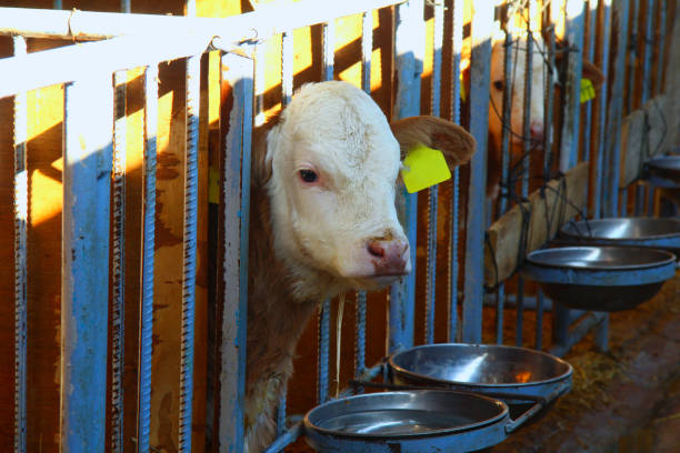 istock Simmental cows on farm, Turkey 1348968829