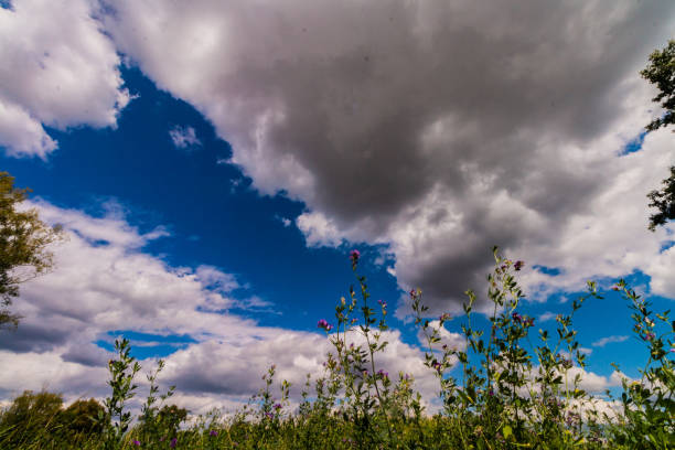 Scenic yellow wild flowers with storm clouds above in the Dullstroom countryside of South Africa.