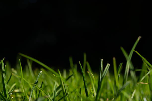 A macro low angle view of green grass with a black background and copy space