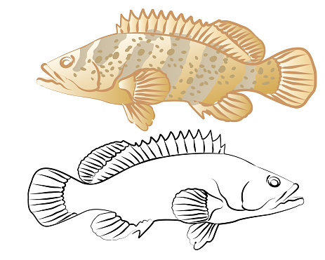 Grouper fish isolated with outline vector