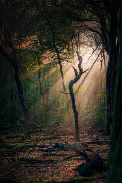 istock Sun's rays, visible through the trees in the misty morning 1348972829