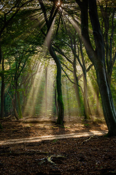 istock Beech forest in early autumn during a heavy fog 1348972871