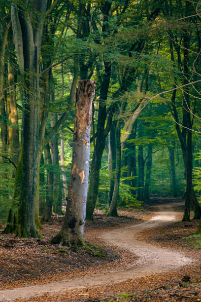 istock Rural road in misty spring forest at dawn 1348973577
