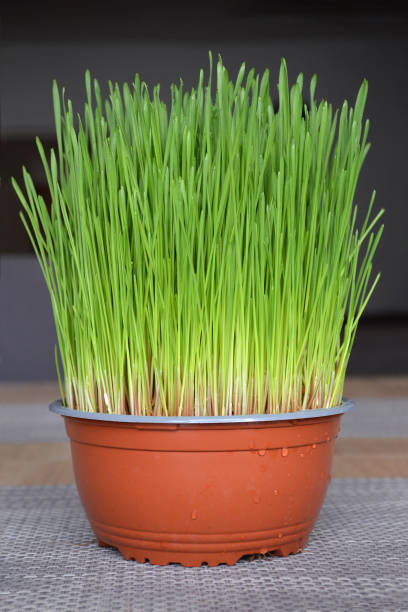 istock Christmas wheat growing in the pot 1348973816