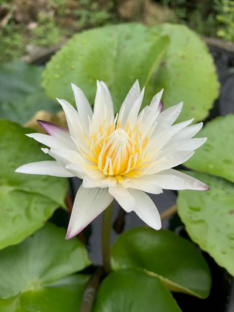 istock Blooming lotus with white petals 1348974721