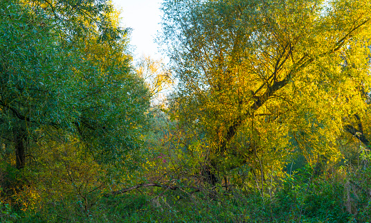 Foliage of a forest in wetland in autumn leaf colors in bright sunlight at sunrise in autumn, Almere, Flevoland, The Netherlands, October 24, 2021