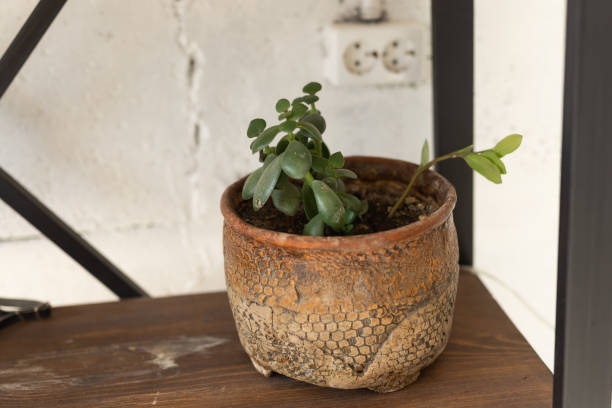 istock Crassula ovata or jade plant in flower pot 1348975285