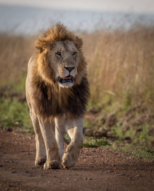 istock A Male Lion in the Maasai Mara 1348976738