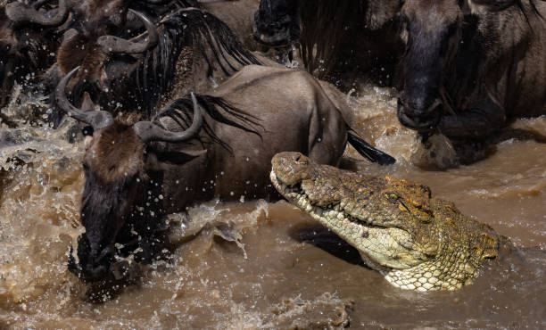 Crocodile Hunting Wildebeest During the Great Migration in Africa stock photo