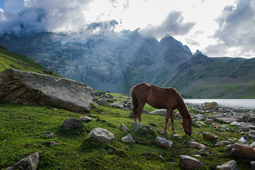 horse grazing near Gangabal Nundkol  lake at Kashmir Great lakes trek in hill station of Sonamarg, Jammu and Kashmir