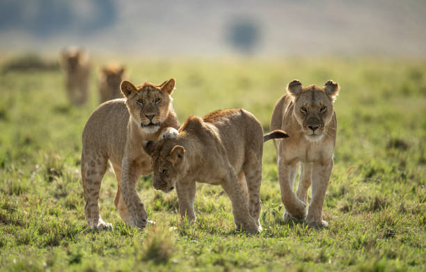 istock A Male Lion in the Maasai Mara 1348977018