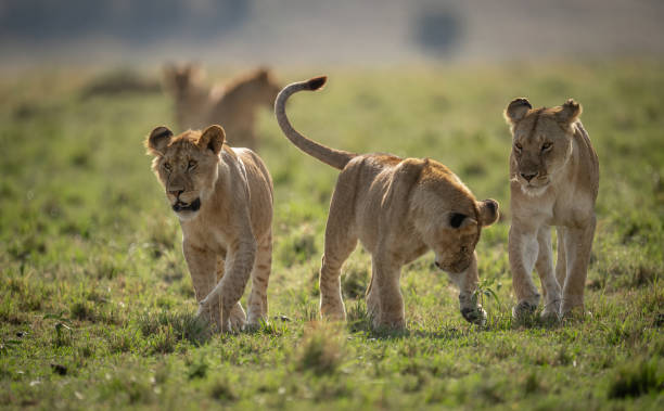 istock A Male Lion in the Maasai Mara 1348977032