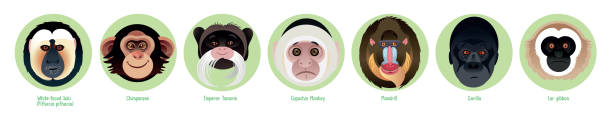 Primates Vector Primates mandrill stock illustrations