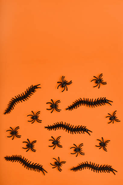 istock modern frame for halloween with place for text. scary decor for Halloween in black on a orange background. flat lay, copy space 1348977953