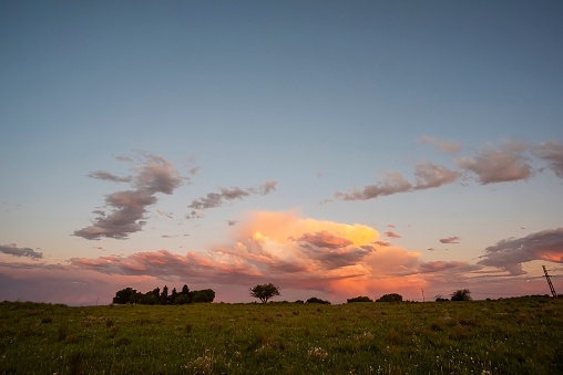 Calden tree, in pampas landscape