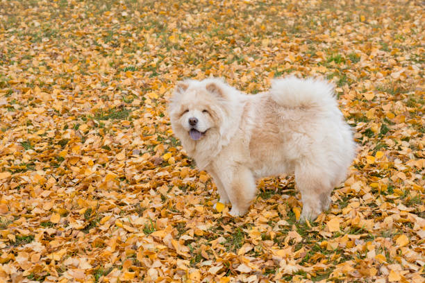 chow chow se tient sur un feuillage jaune dans le parc d’automne. animaux de compagnie. - chow photos et images de collection