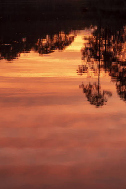 Photo taken at Blackwater River state forest's Bear Lake in NW Florida, USA. Nikon D750 with Nikon 200mm macro lens