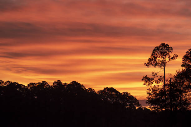 istock Brightly illuminated clouds in pre-dawn sky with silhouetted pine forest 1348981642