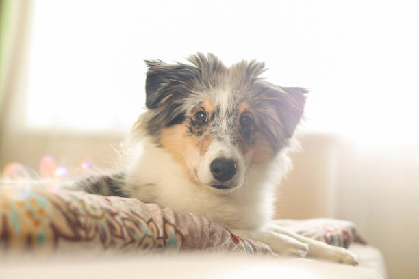 Young shetland sheepdog puppy sitting on a bed on a early morning. Young shetland sheepdog puppy sitting on a bed on a early morning. Photo taken in indoors on a morning sun shining backwards. sheltie blue merle stock pictures, royalty-free photos & images