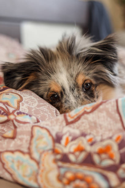 Young shetland sheepdog puppy sleeping on bed near pillow. Young shetland sheepdog puppy sleeping on bed near pillow. Photo taken in bedroom. sheltie blue merle stock pictures, royalty-free photos & images