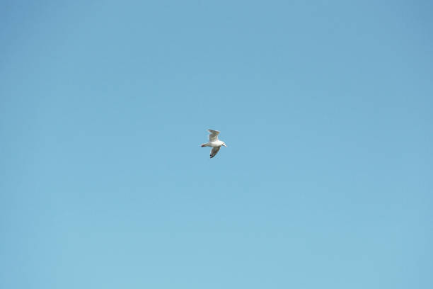 istock Seagull flies in the sky. Bird in the sky 1348982188