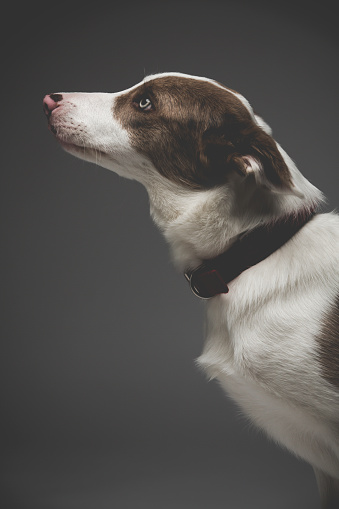 Portrait of a dog in profile. Border Collie breed. Studio shot.