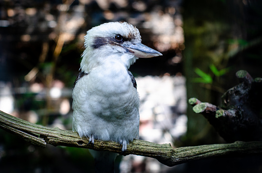 The laughing kookaburra (Dacelo novaeguineae) is a bird in the kingfisher subfamily Halcyoninae.