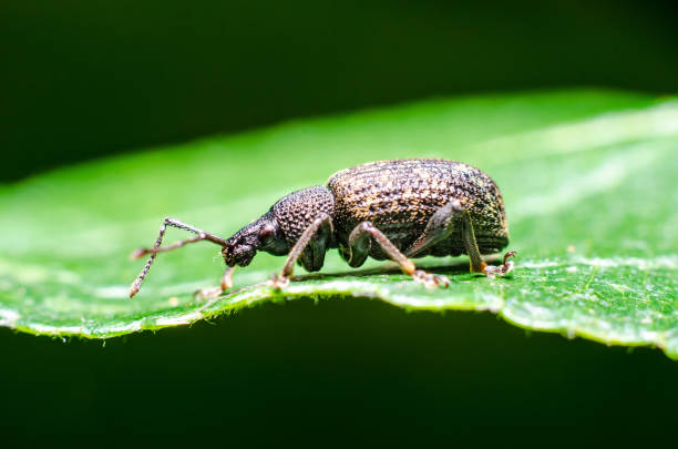 Black vine weevil (Otiorhynchus sulcatus) is an insect native to Europe but common in North America as well. It is a pest of many garden plants. stock photo
