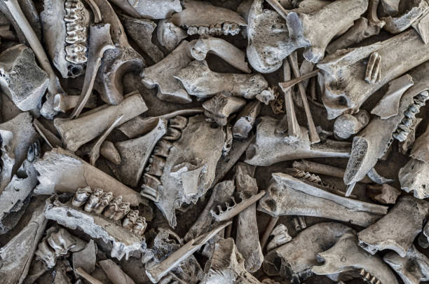 istock Background of the different animal bones. 1348983681