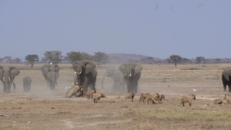 Elephants confronts a lion pride eating and chase them away