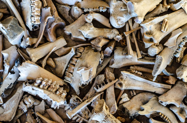 istock Background of the different animal bones. 1348983702