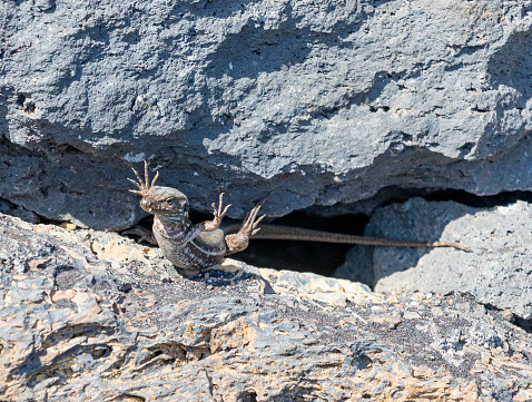 The rock is too hot for his tiny feets... Gallotia galloti - La Palma, ground covered in ashed from Volcanic eruption from Cumbre Vieja's volcano.\nMontaña de la Breña.