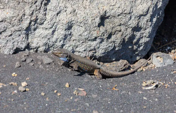 Photo of Gallotia galloti on the hot sand with feets up - La Palma, Canary Islands fauna